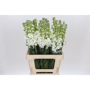 Matthiola Iron White