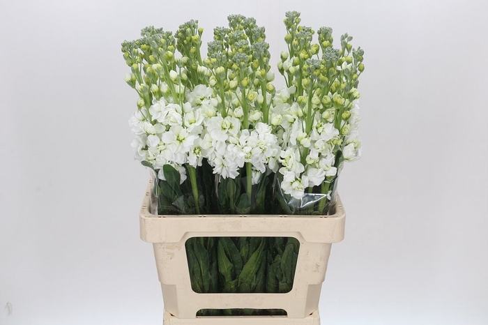 <h4>Matthiola Iron White</h4>