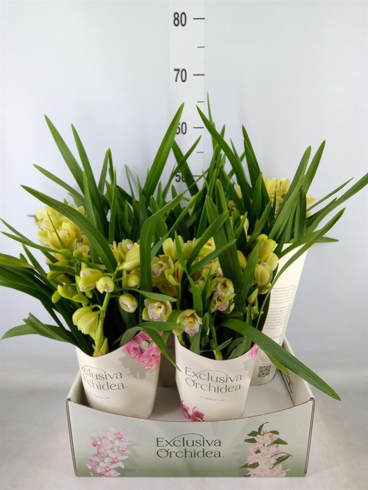 <h4>Cymbidium   ...</h4>