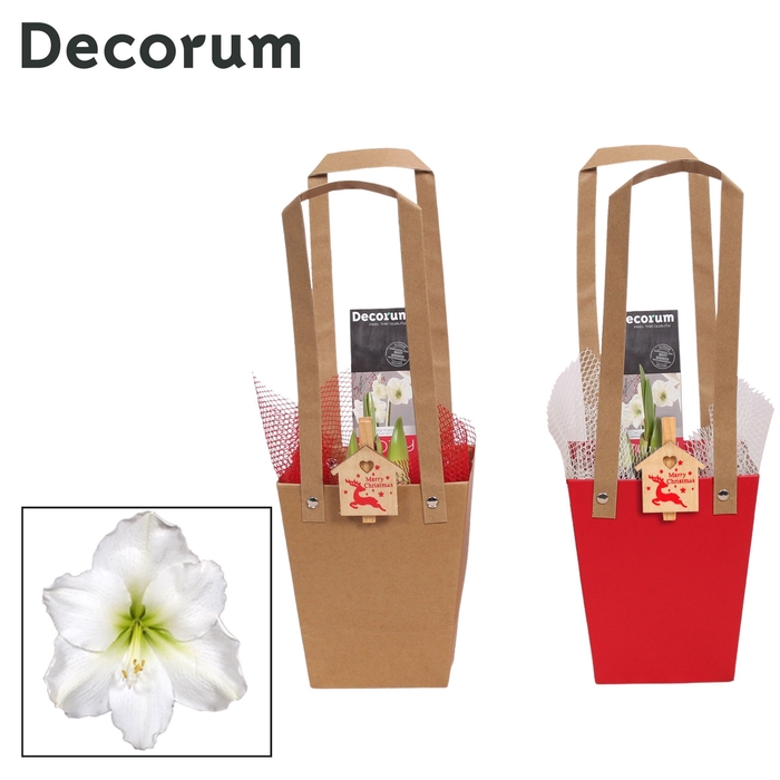 Amaryllis Wit 2 Knop in Giftbag KERST (Decorum)