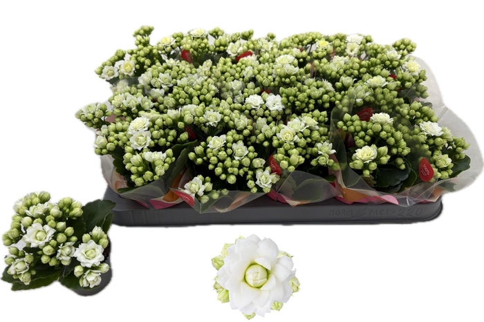 <h4>KAL GE RF GRETA</h4>