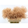 Allium Zalm
