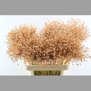 Allium Zalm