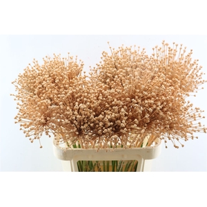 Allium Zalm