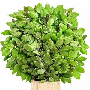 Faggio Preserved Green (beech,beuk)