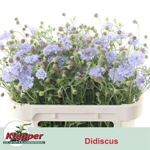 Didiscus Lavender