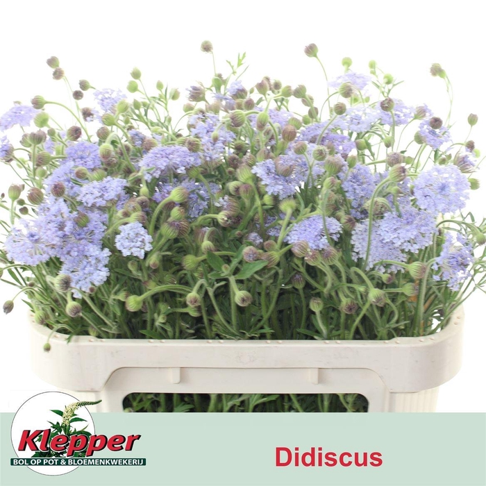 <h4>Didiscus Lavender</h4>
