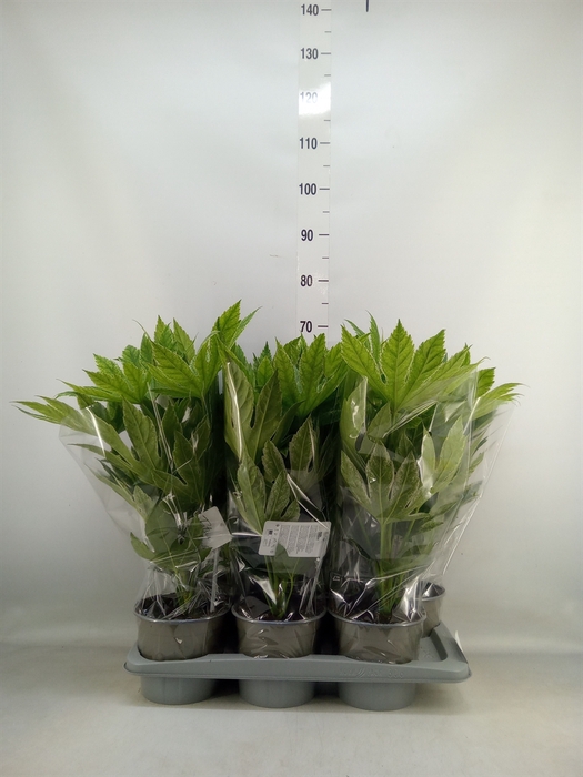 <h4>Fatsia japonica 'Variegata'</h4>
