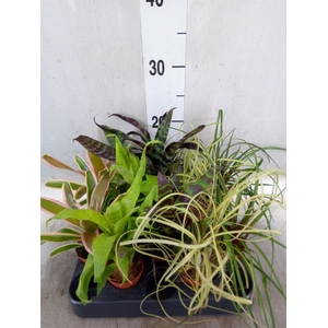 Bromelia   ...mix