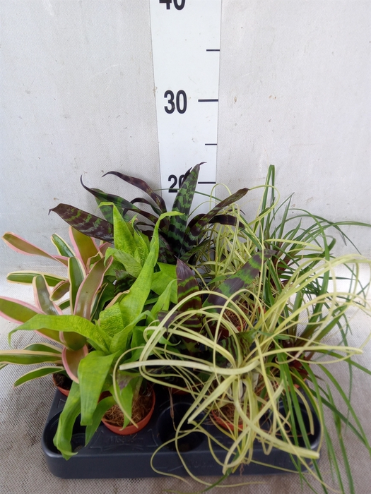 <h4>Bromelia   ...mix</h4>