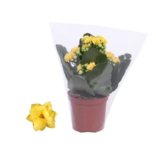 <h4>Kalanchoe Rosalina 07cm Don Amarillo geel, Blanco hoes</h4>