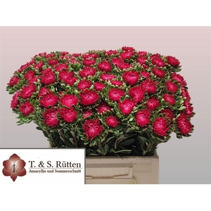 Callistephus Ch Mats Scharlaken