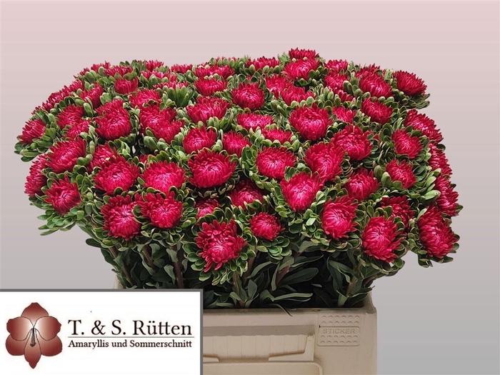 <h4>Callistephus Ch Mats Scharlaken</h4>