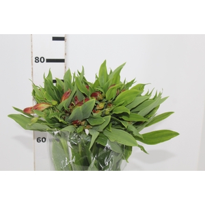 ALSTROEMERIA CINNAMON 080 CM