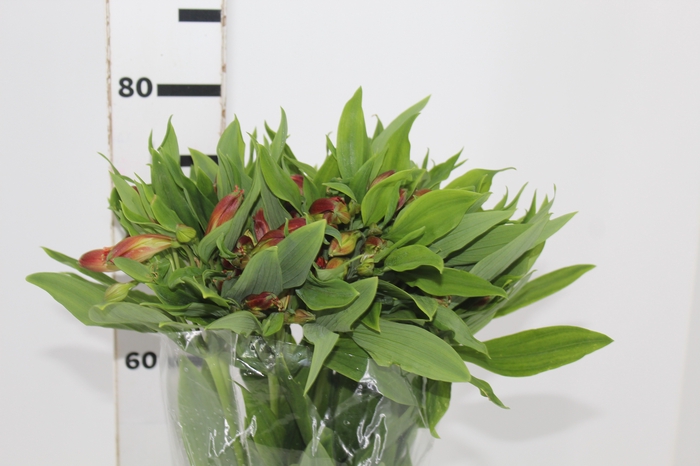 <h4>ALSTROEMERIA CINNAMON 080 CM</h4>