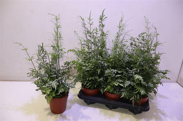 <h4>Pteris Evergemienis</h4>