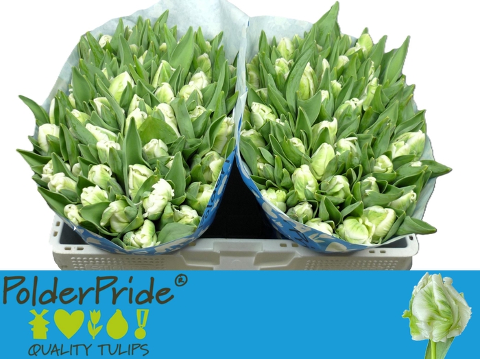 <h4>TU PA SUPER PARROT</h4>