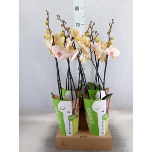 Phalaenopsis   ...rose