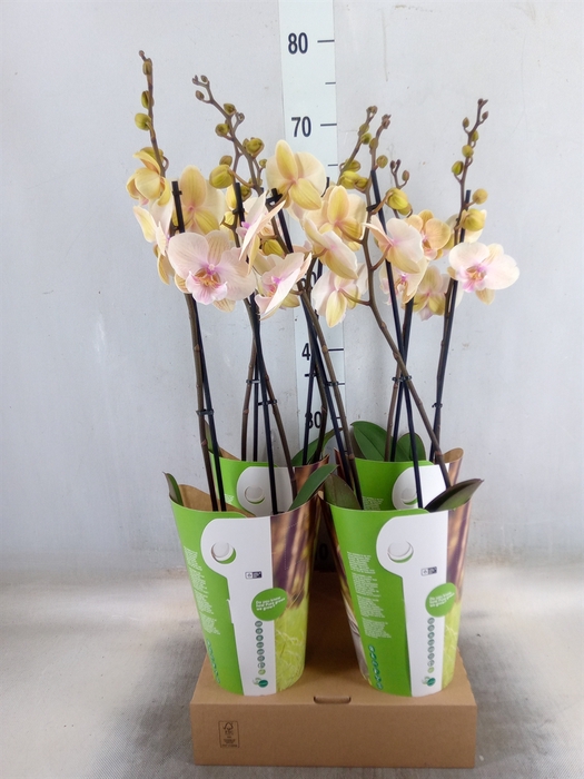 <h4>Phalaenopsis   ...rose</h4>
