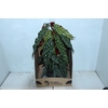 BEGONIA MACULATA P20 PO