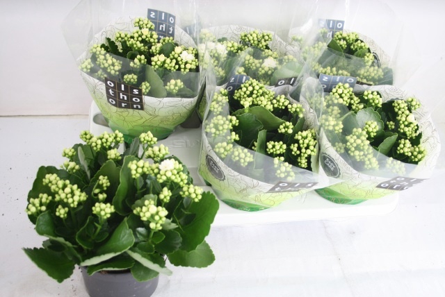 <h4>KAL GE WHITES WHITE</h4>