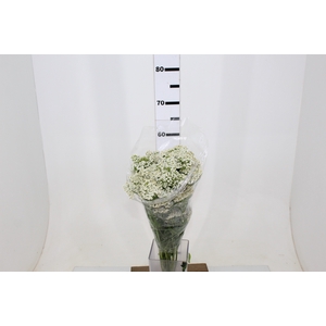 ACHILLEA MILLEFOLIUM BRANCO 070 CM