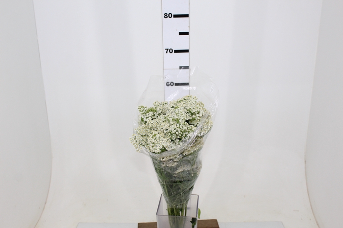 ACHILLEA MILLEFOLIUM BRANCO 070 CM