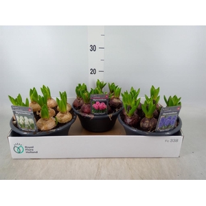Hyacinthus orie.   ...mix 3