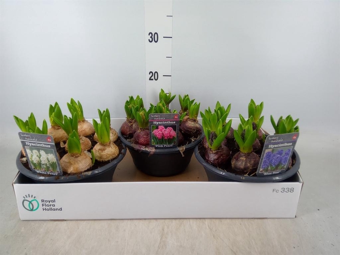 <h4>Hyacinthus orie. ...mix 3</h4>