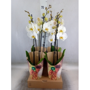 Phalaenopsis   ...white