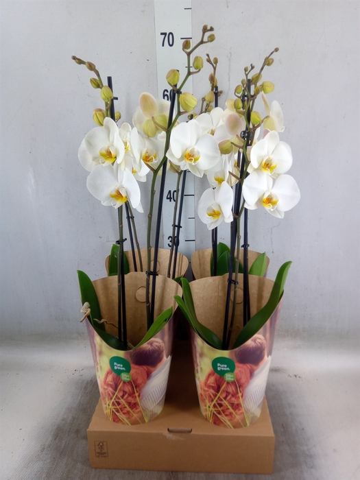 <h4>Phalaenopsis   ...white</h4>