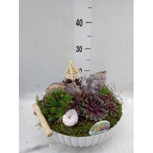 Arr.  Sempervivum L%