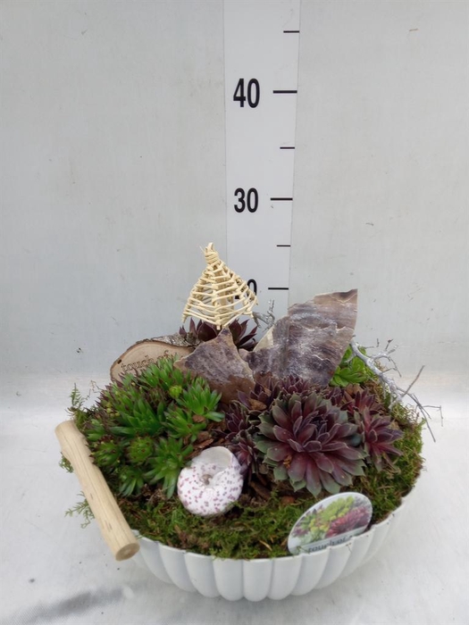 <h4>Arr. Sempervivum L%</h4>