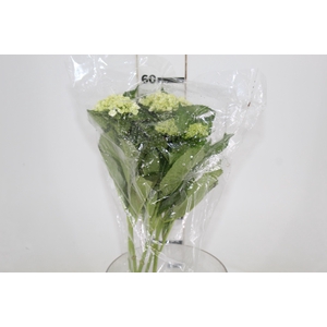 HORTENSIA BROTO VERDE