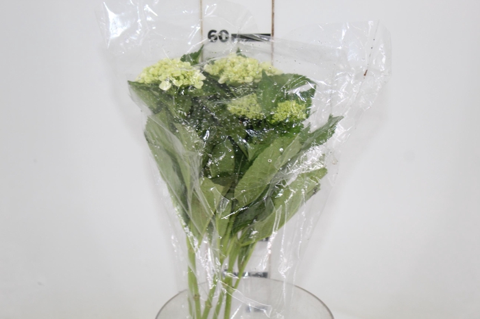 <h4>HORTENSIA BROTO VERDE</h4>