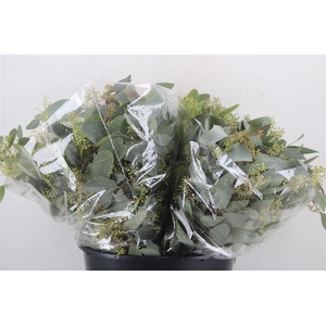 Euca Populus Berry Short 150gr P Bunch