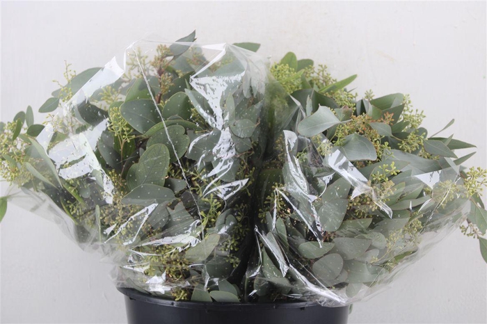 <h4>Euca Populus Berry Short 150gr P Bunch</h4>