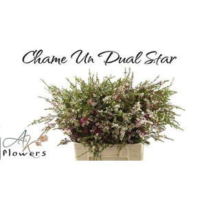 CHAME UN DUAL STAR