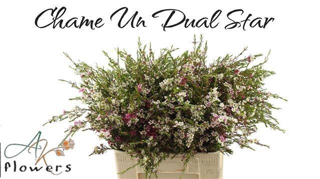 <h4>CHAME UN DUAL STAR</h4>