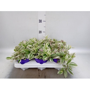 Tradescantia   ...