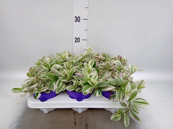 <h4>Tradescantia   ...</h4>