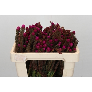 Kaaps Groen Tortum Pink