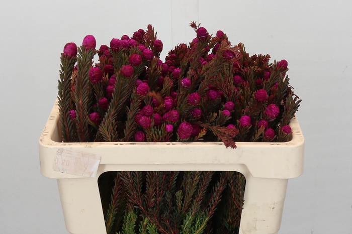 <h4>Kaaps Groen Tortum Pink</h4>