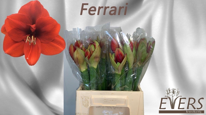 <h4>HIPP GA FERRARI</h4>