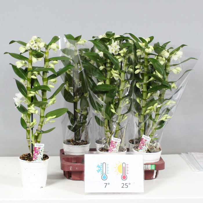 <h4>DENDR N SC APOLLON</h4>