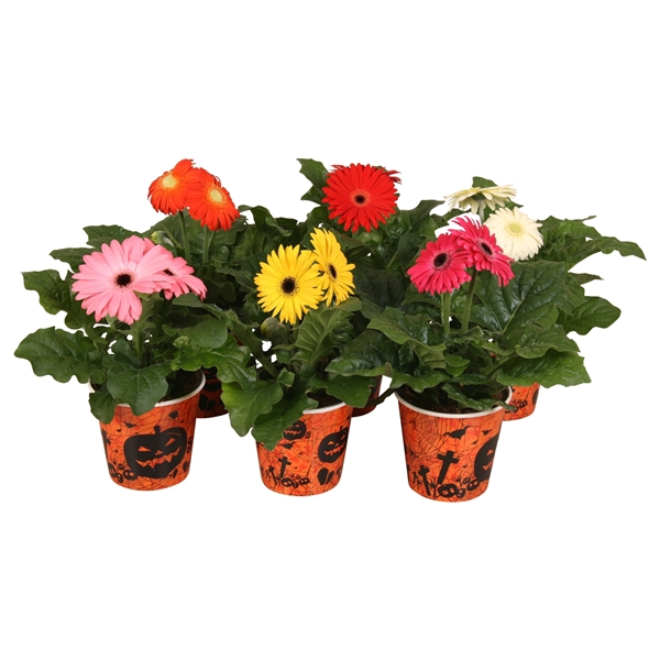 <h4>Gerbera belicht 2+ in beker halloween</h4>