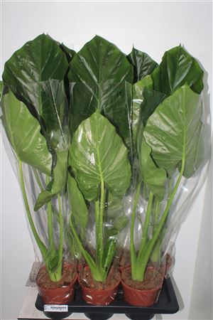<h4>Aloc Macrorrhizos</h4>