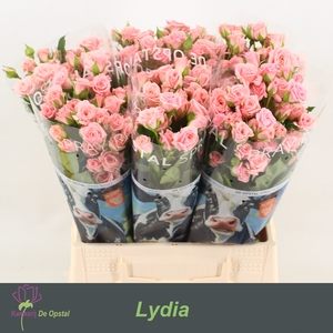 R tr Lydia