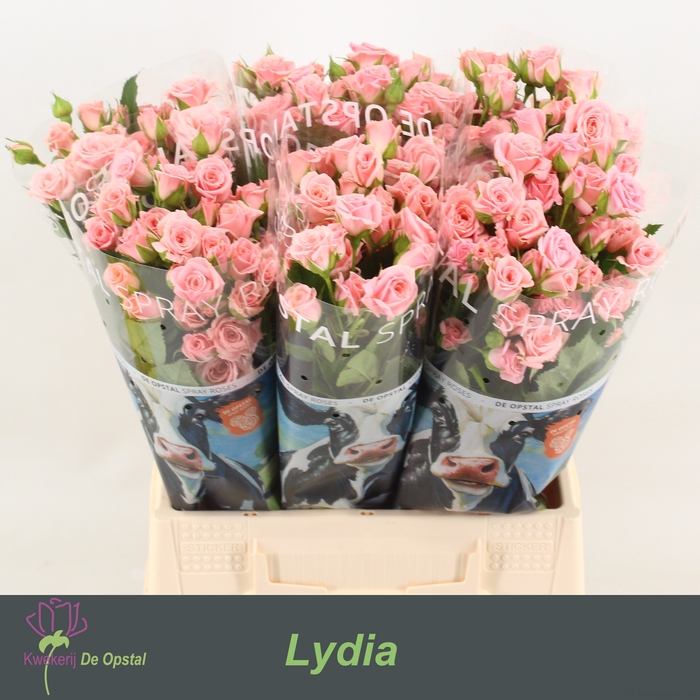 <h4>R tr Lydia</h4>