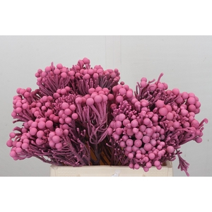 Kaaps Groen Silver Brunia Pink